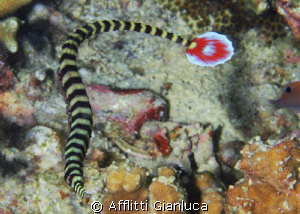 pipefish by Afflitti Gianluca 
